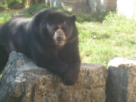 l'ours qui prend la pose 