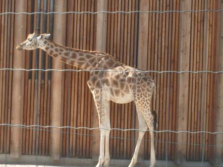 la girafe