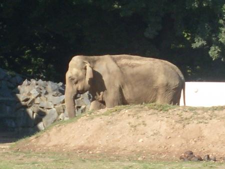 babar l'éléphant